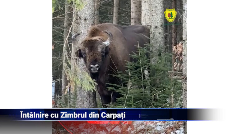 Întâlnire cu Zimbrul din Cărpați