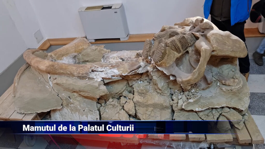 Mamutul de la Palatul Culturii