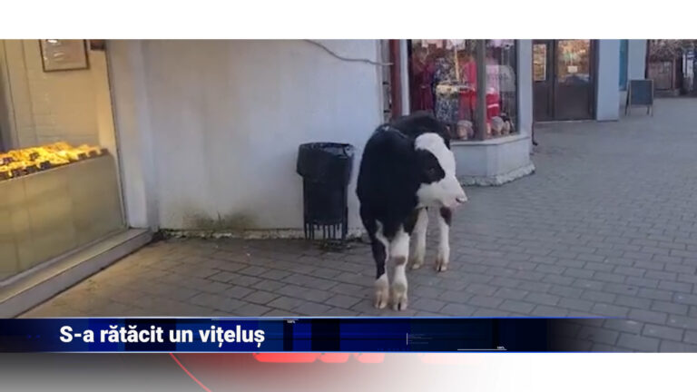 S-a rătăcit un vițelus