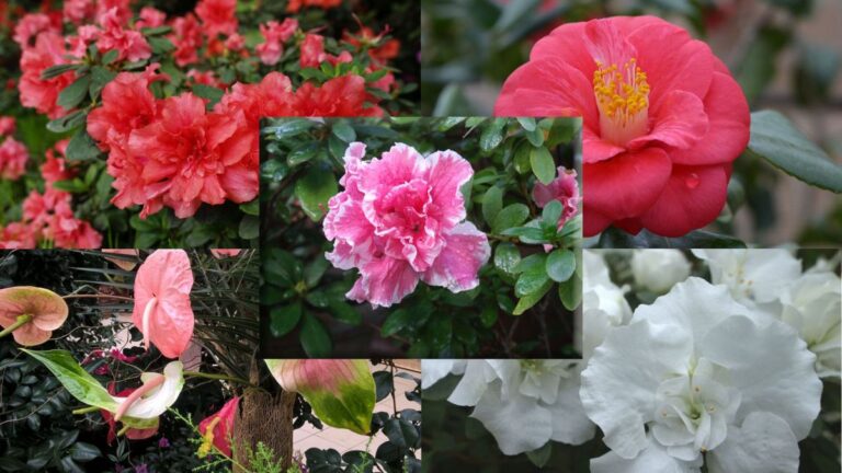 Începe a 50-a ediție a expoziției de plante exotice la Grădina Botanică din Iaşi