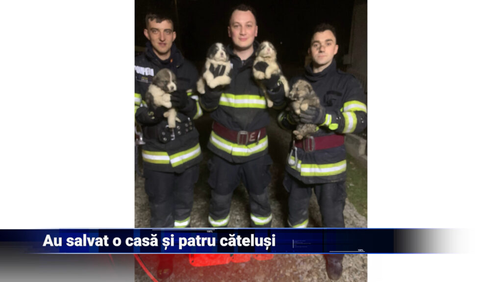 Au salvat o casă și patru cățeluși