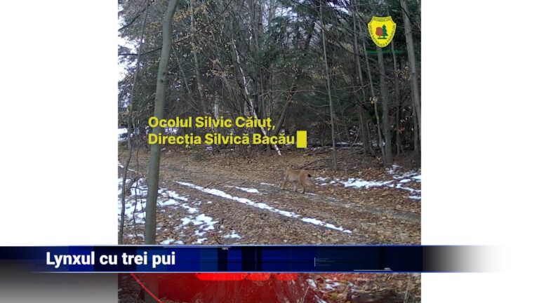 Lynxul cu trei pui