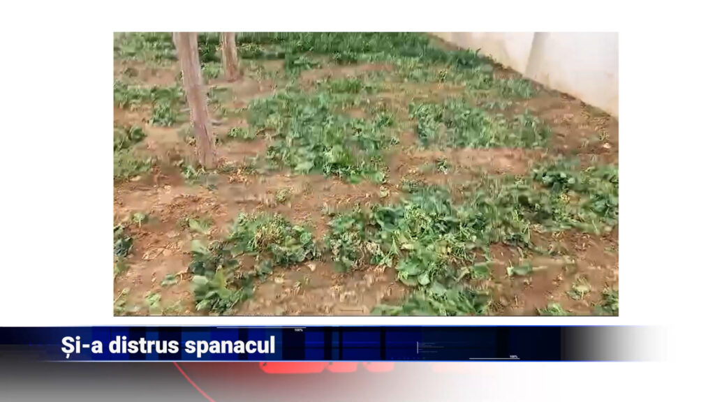 Și-a distrus spanacul