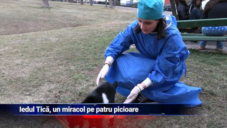 Iedul Tică, un miracol pe patru picioare
