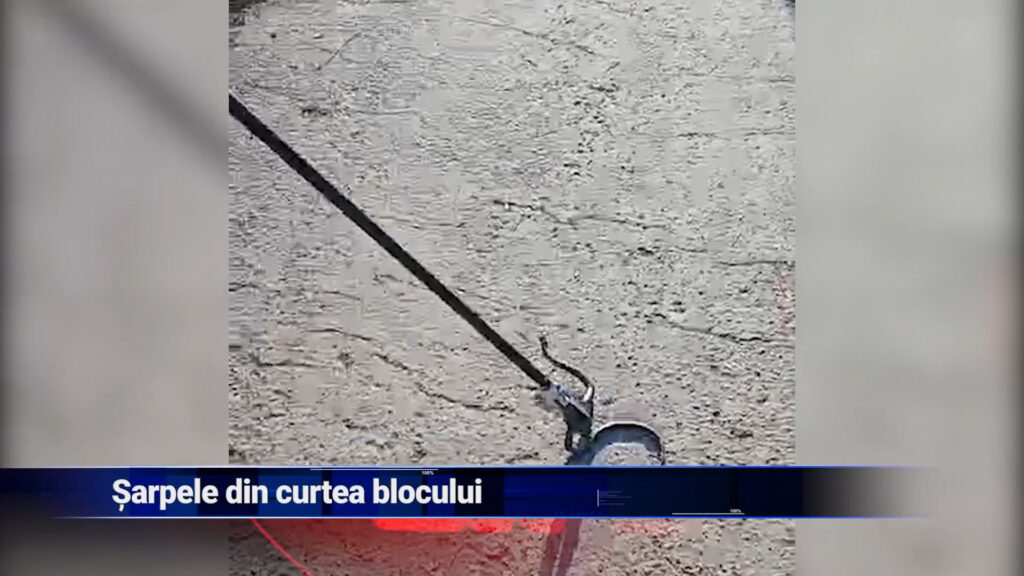 Șarpele din curtea blocului