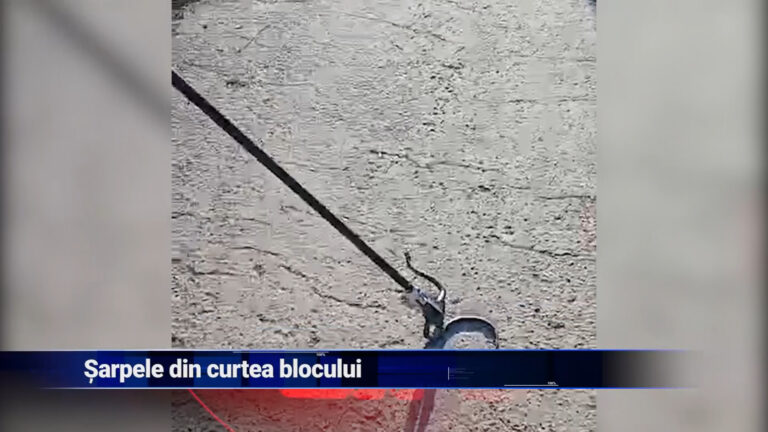 Șarpele din curtea blocului