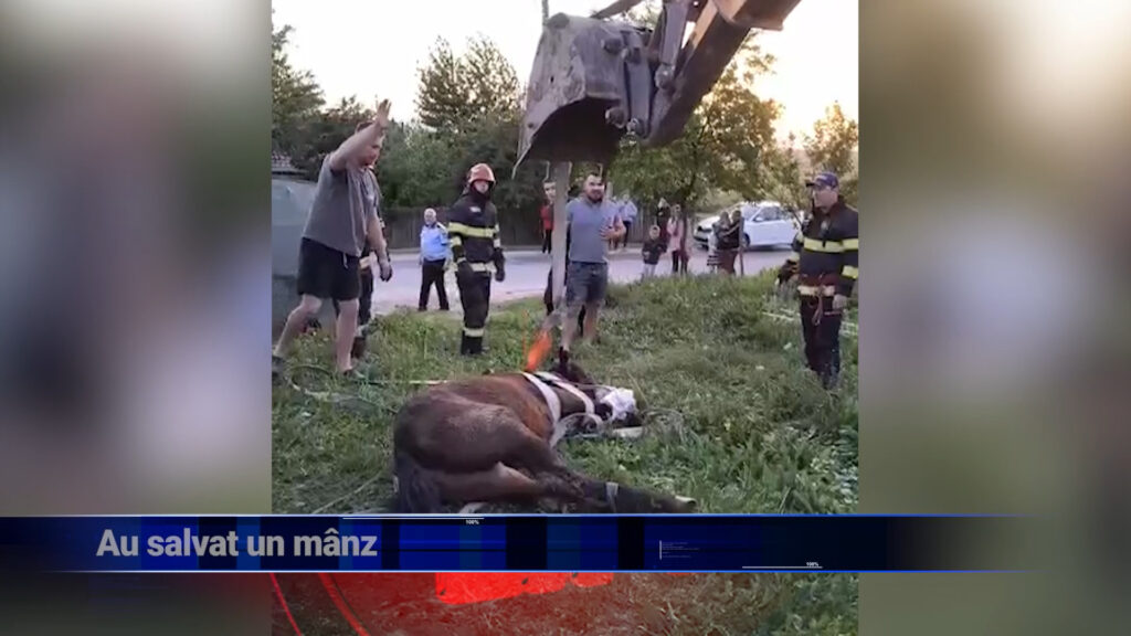 Au salvat un mânz