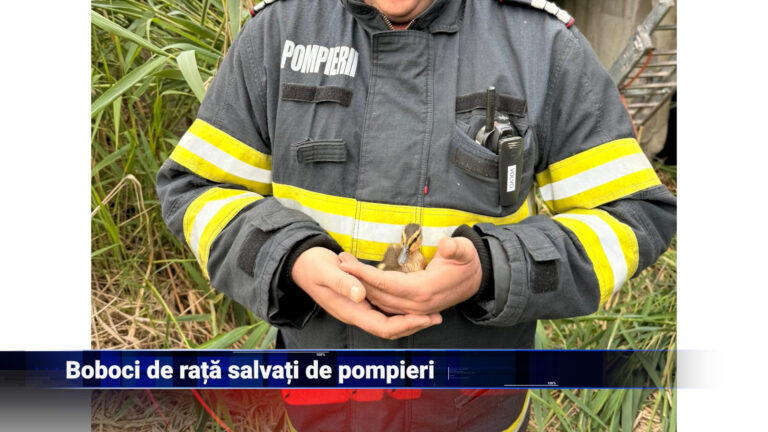 Boboci de rață salvați de pompieri