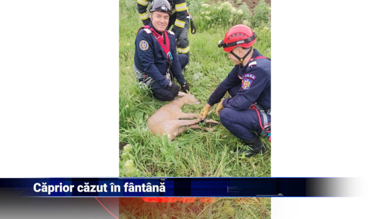 Căprior căzut în fântână