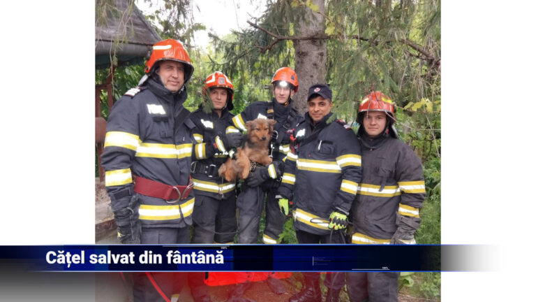 Cățel salvat din fântână