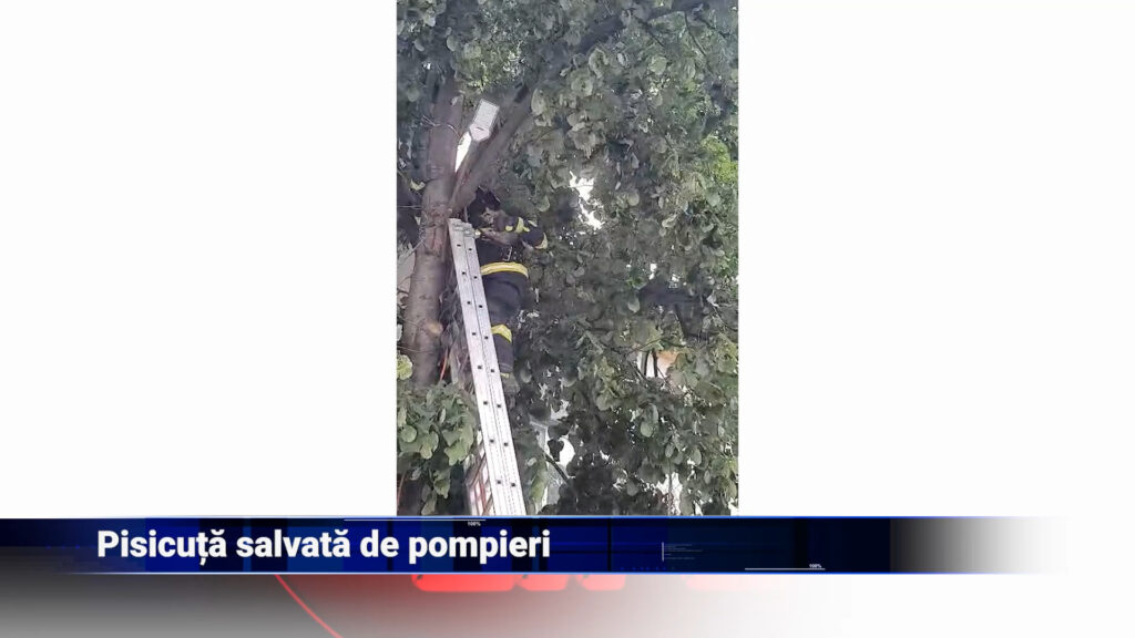 Pisicuță salvată de pompieri