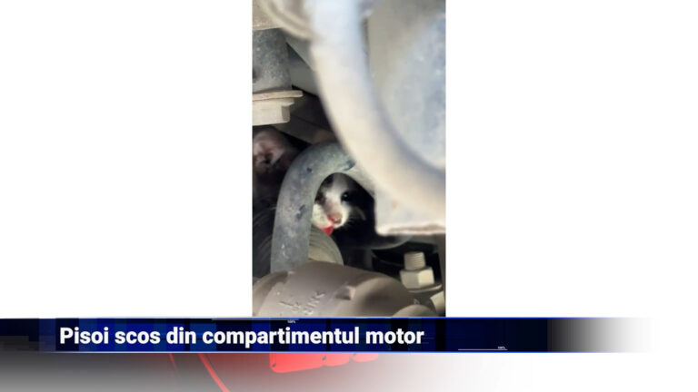 Pisoi scos din compartimentul motor