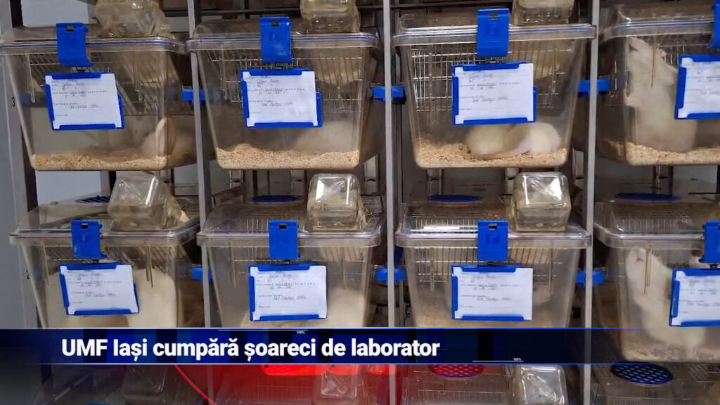 UMF Iași cumpără șoareci de laborator