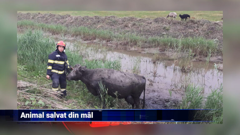 Animal salvat din mâl