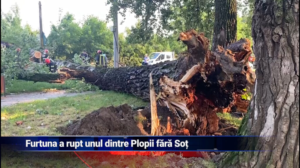 Furtuna a rupt unul dintre Plopii fără Soț