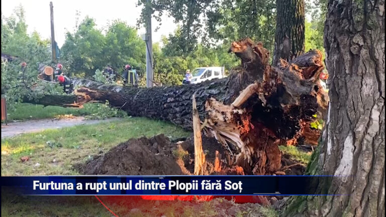 Furtuna a rupt unul dintre Plopii fără Soț