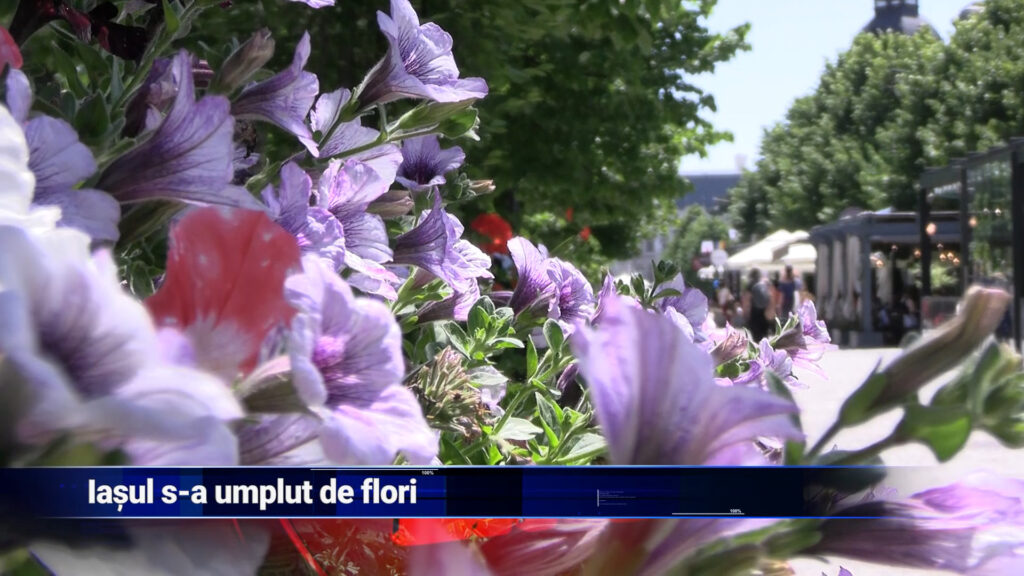 Iașul s-a umplut de flori