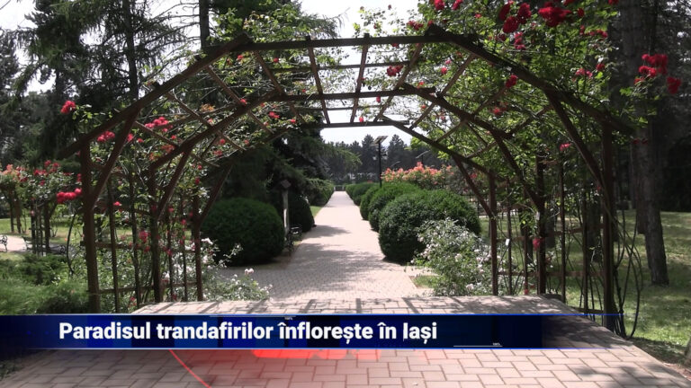 Paradisul trandafirilor înflorește în Iași