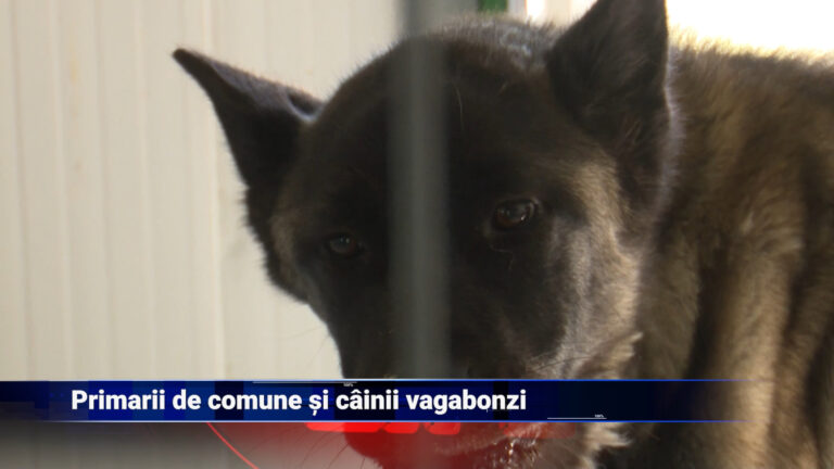 Invazie de câini vagabonzi la sate