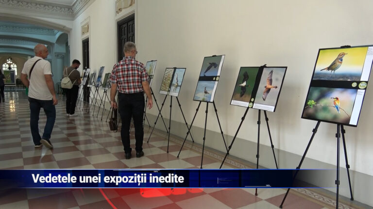 Vedetele unei expoziții inedite