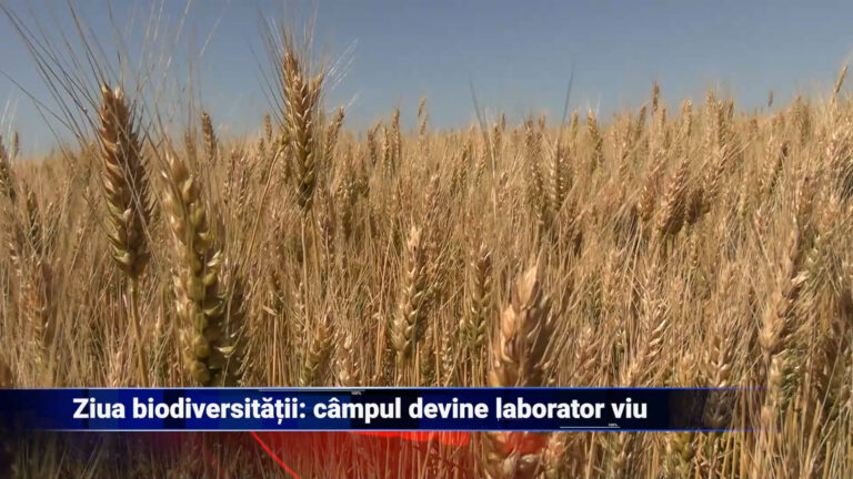 Ziua biodiversității: Câmpul devine laborator viu