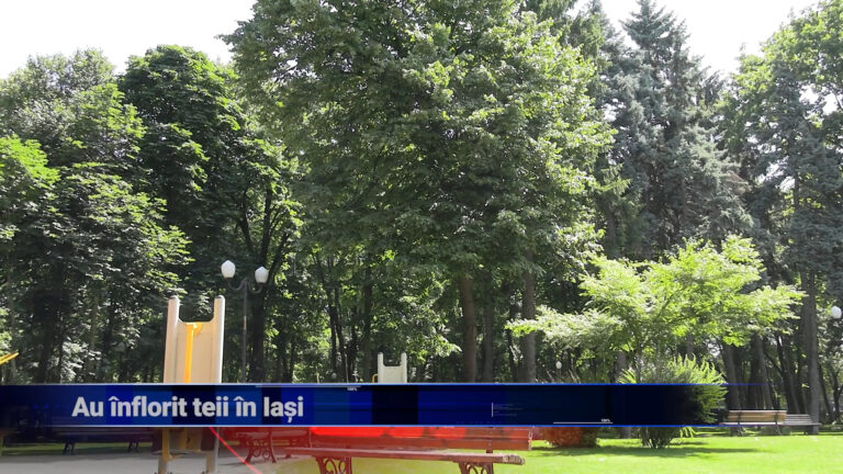 Au înflorit teii în Iași