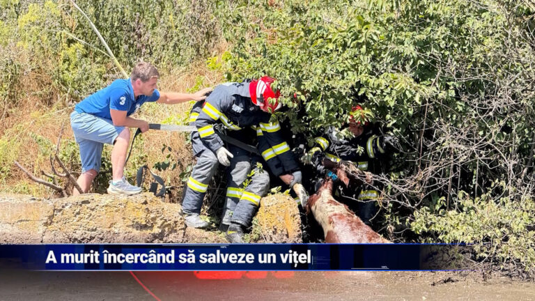 A murit încercând să salveze un vițel