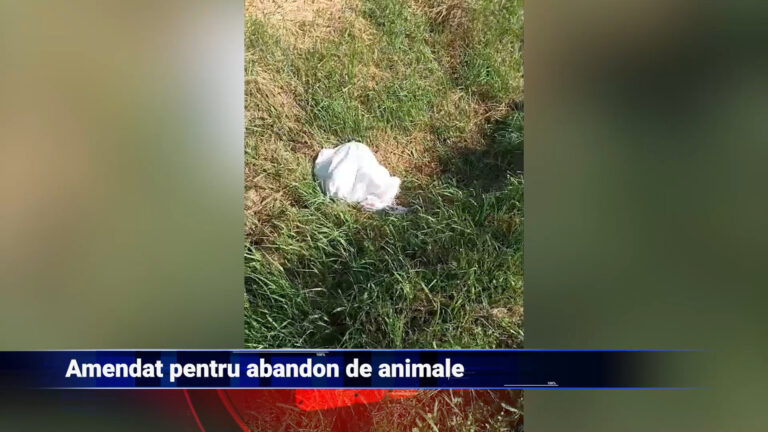 Amendat pentru abandon de animale