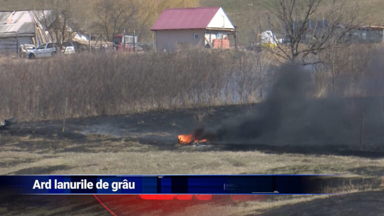 Ard lanurile de grâu