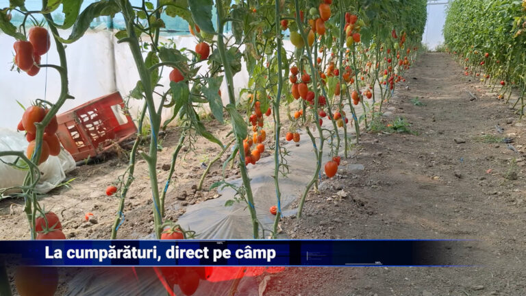 La cumpărături, direct pe câmp