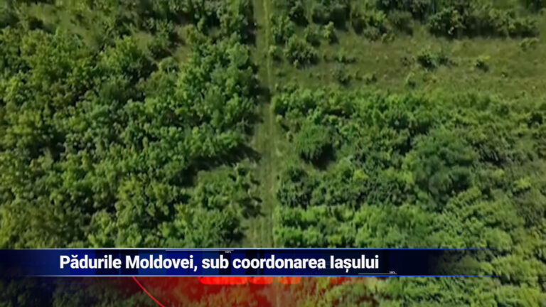 Pădurile Moldovei, sub coordonarea Iașului