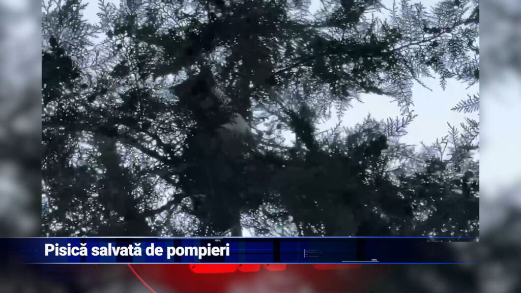 Pisica salvată de pompieri