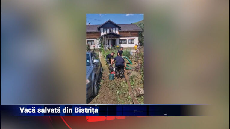 Vacă salvată din Bistrița