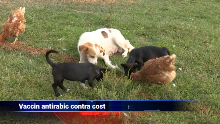 Vaccin antirabic contra cost
