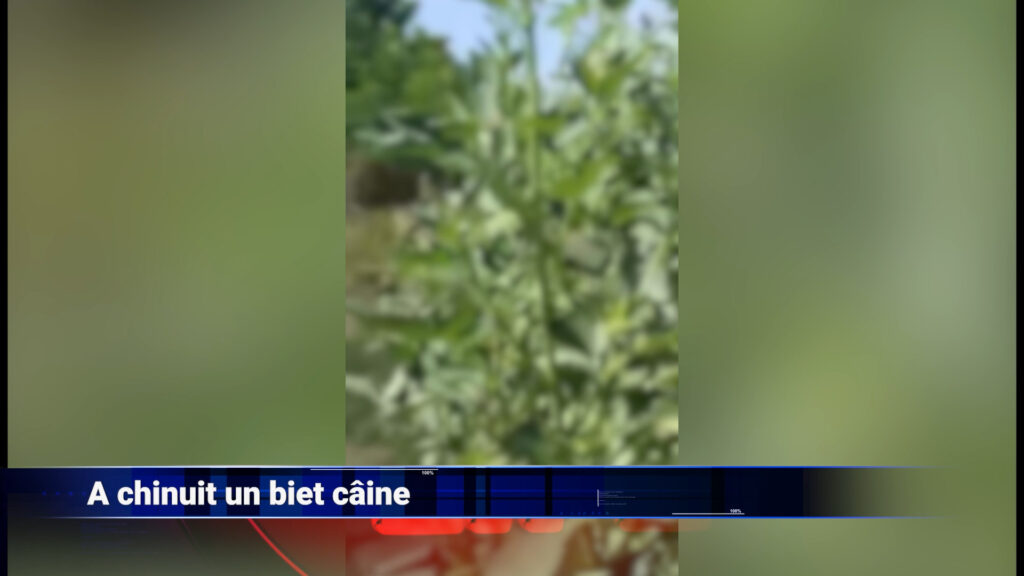 A chinuit un biet câine