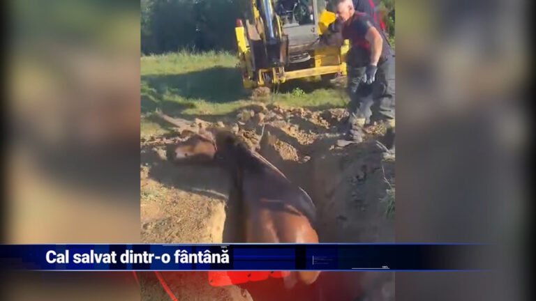 Cal salvat dintr-o fântână
