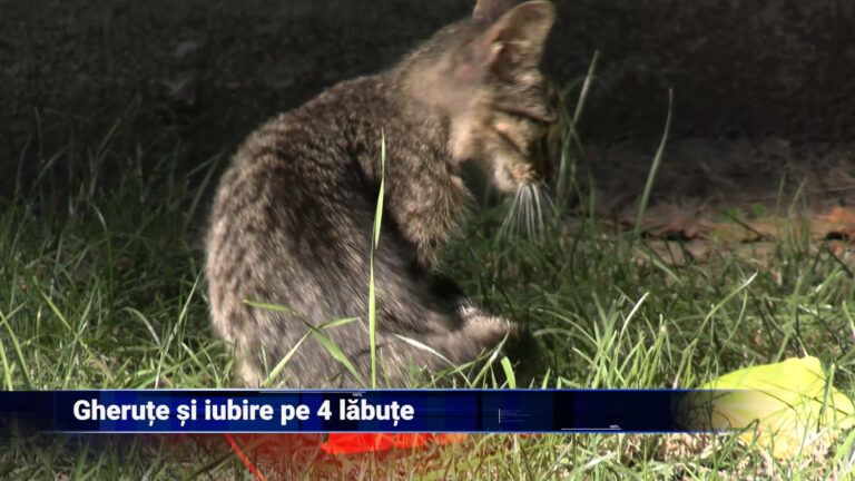 Gheruțe și iubire pe 4 lăbuțe
