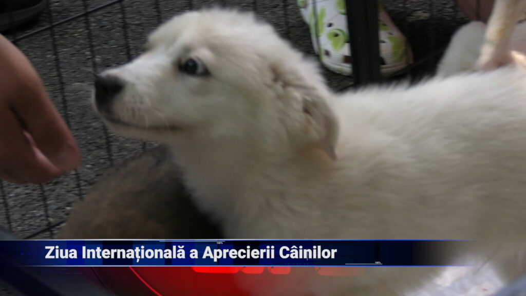 Ziua Internațională a Aprecierii Câinilor
