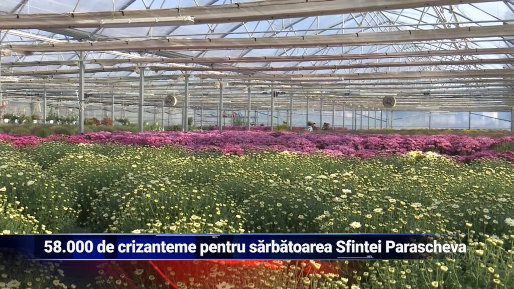 58.000 de crizanteme pregătite pentru sărbătoarea Sfintei Parascheva