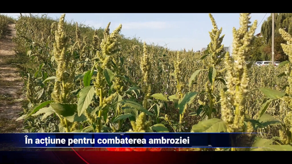 În acțiune pentru combaterea ambroziei