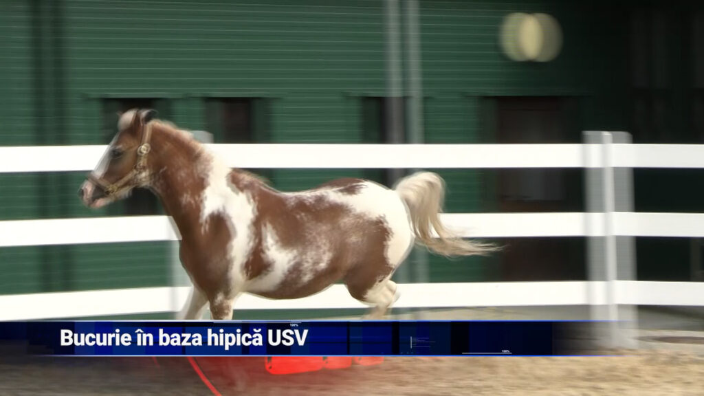 Bucurie în baza hipică USV