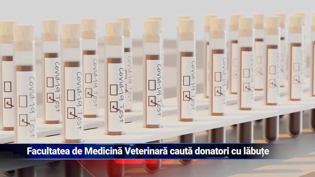 Facultatea de Medicină Veterinară caută donatori cu lăbuțe