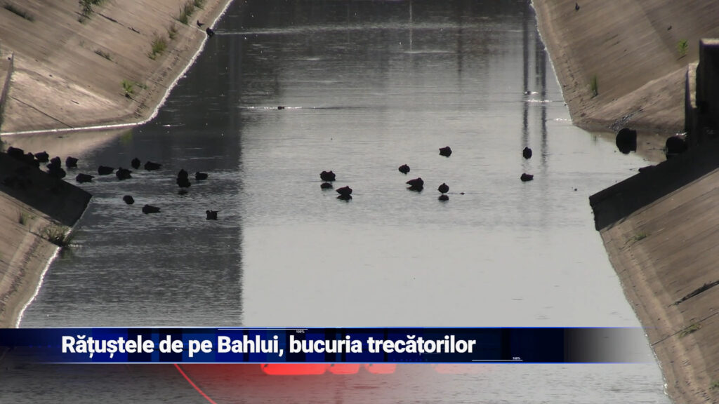 Rățuștele de pe Bahlui, bucuria trecătorilor