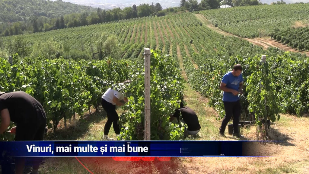 Vinuri, mai multe și mai bune