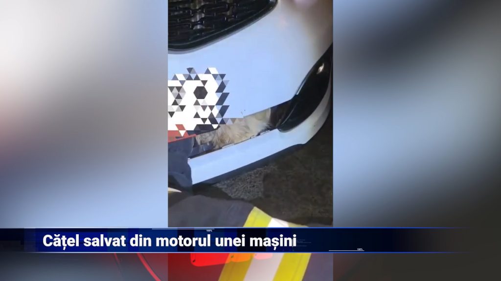 Câine salvat din motorul unei mașini