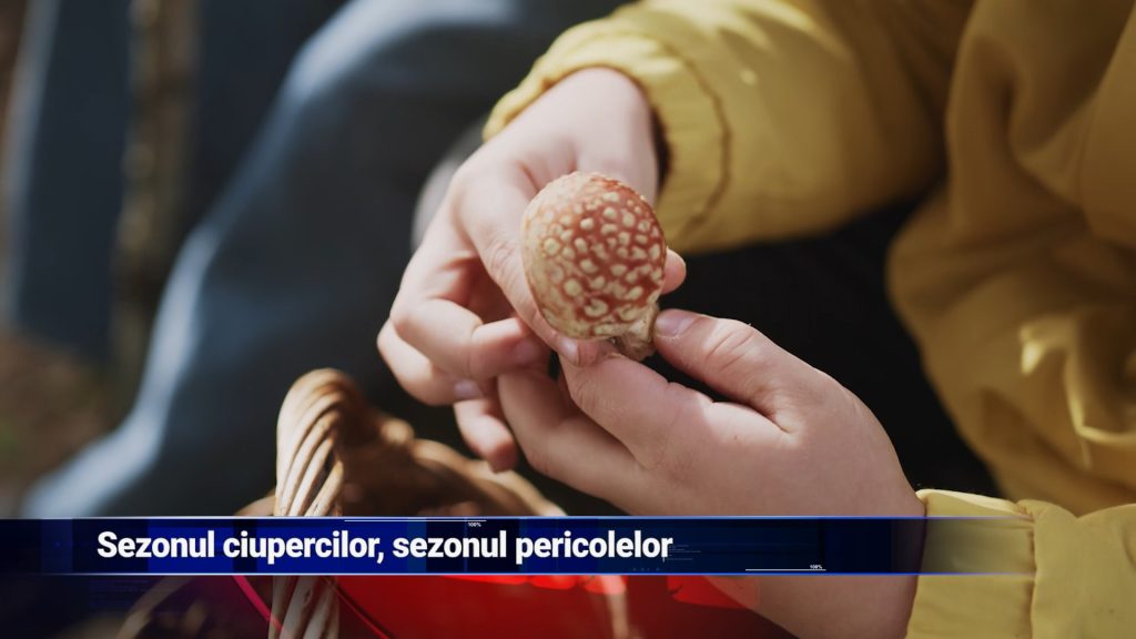 Sezonul ciupercilor, sezonul pericolelor