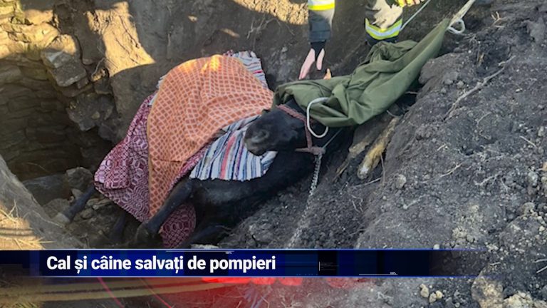 Cal și câine salvați de pompieri