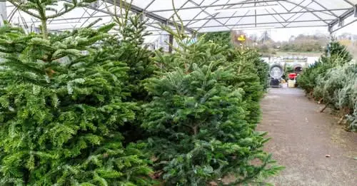 Cât costă un pom de Crăciun? Romsilva anunță prețurile: între 17 și 39 de lei pentru achiziția directă