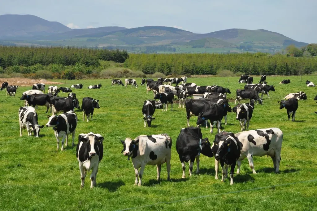 Avertismentul medicilor veterinari: OUG 89/2025, un risc major pentru siguranța alimentelor și sănătatea animalelor
