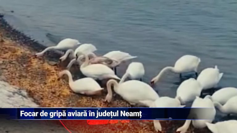 Focar de gripă aviarã în judeţul Neamţ
